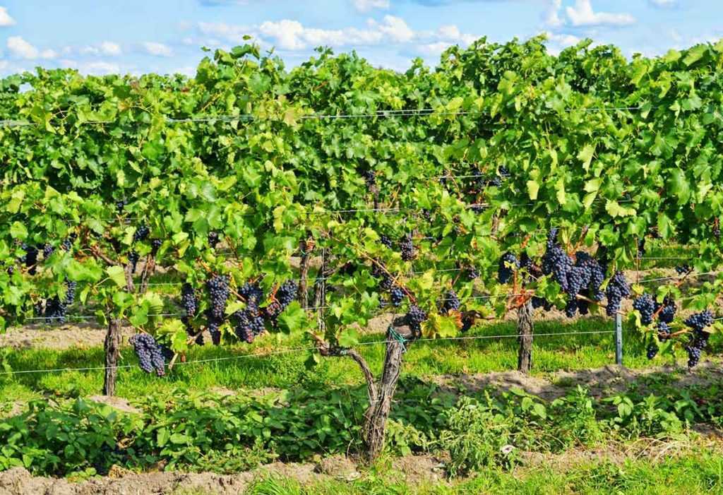 Weinanbaugebiet Ahr Rotwein aus Deutschland