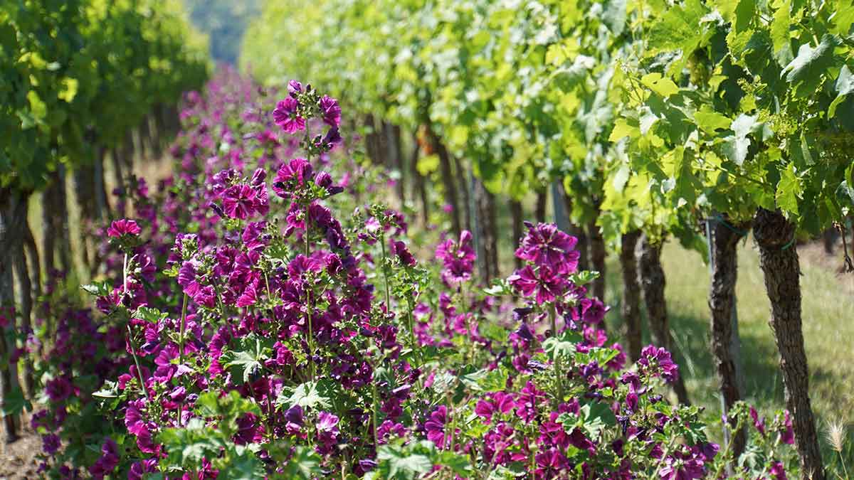 Weinanbaugebiet Pfalz Rotwein aus Deutschland