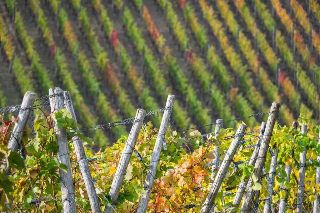 Rotwein Wein Spätburgunder Deutschland Weinanbaugebiet Ahr
