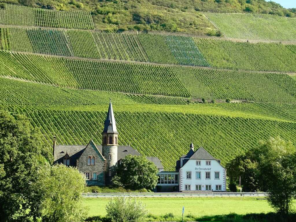 Rotwein Wein Spätburgunder Deutschland Weinanbaugebiet Pfalz