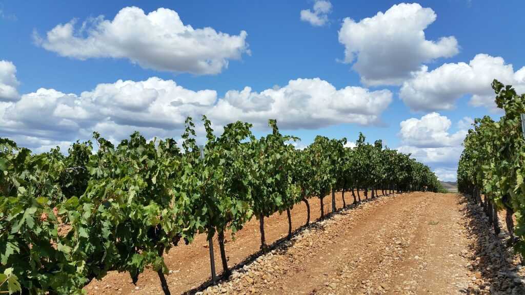Rotwein Wein Tempranillo Spanien Weinanbau Rioja